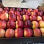 яблоки свежие  в Нальчике и Кабардино-Балкарской республике 7