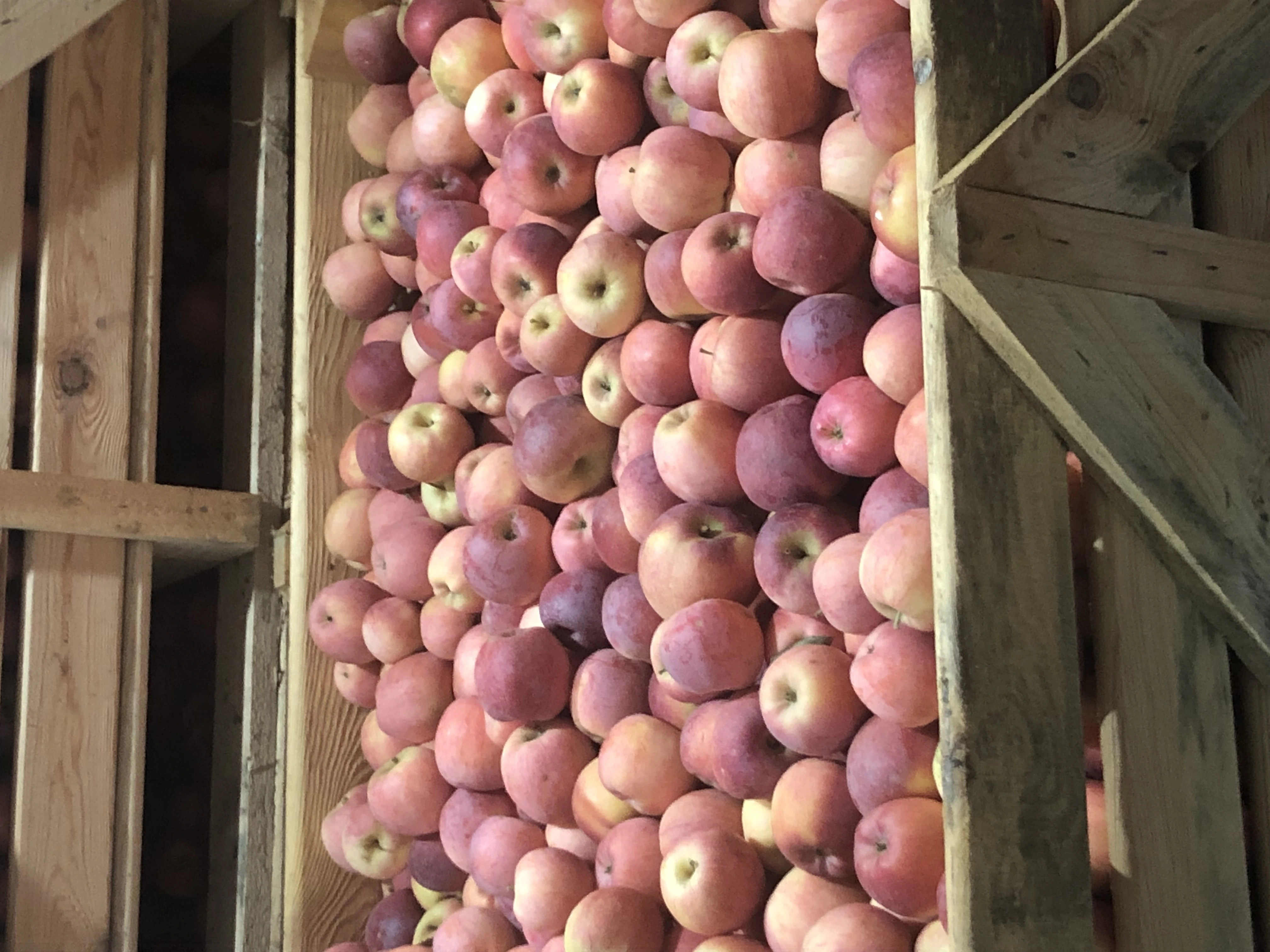 яблоки свежие  в Нальчике и Кабардино-Балкарской республике 2