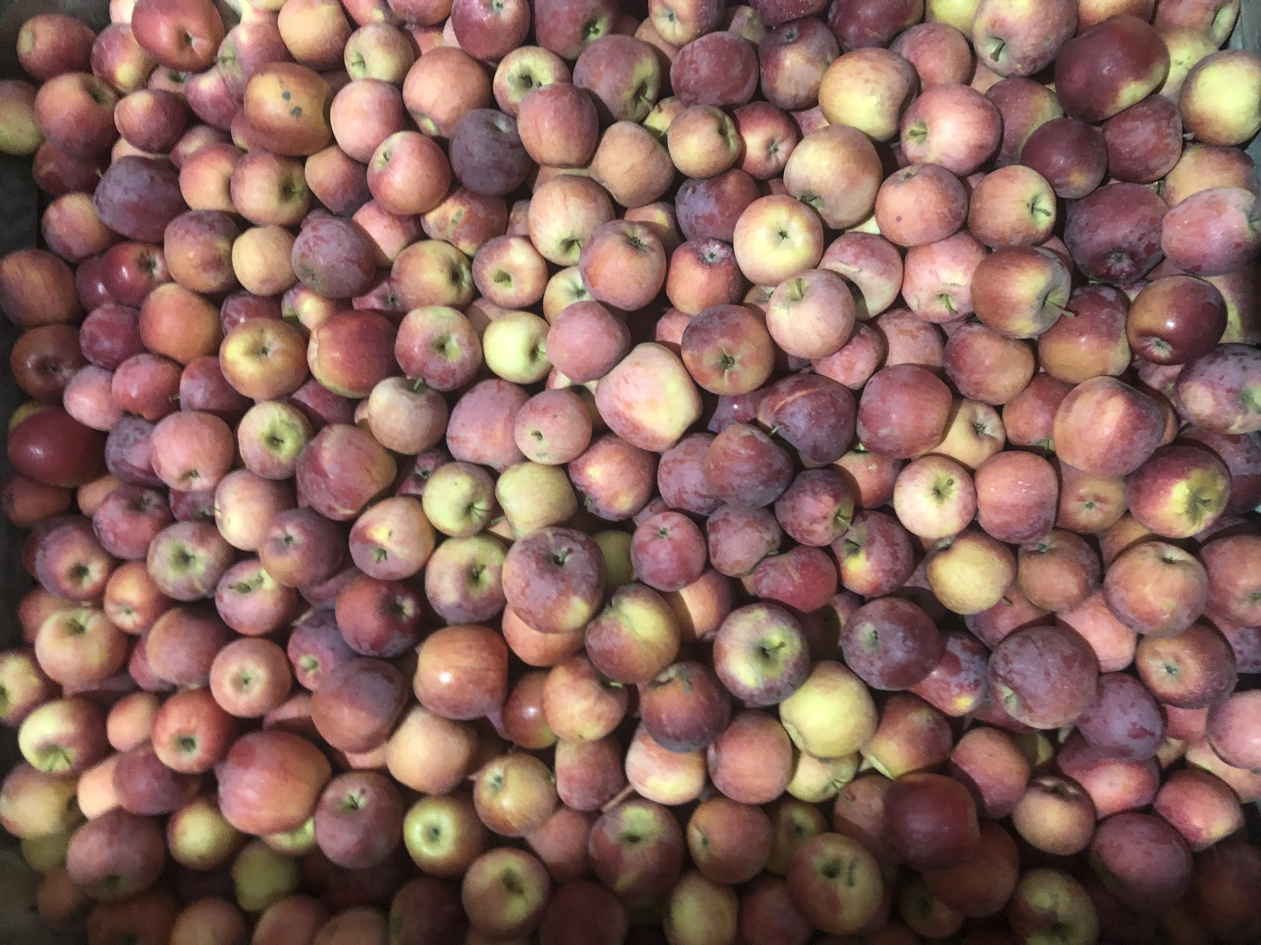яблоки свежие  в Нальчике и Кабардино-Балкарской республике 5