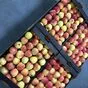 яблоки свежие  в Нальчике и Кабардино-Балкарской республике
