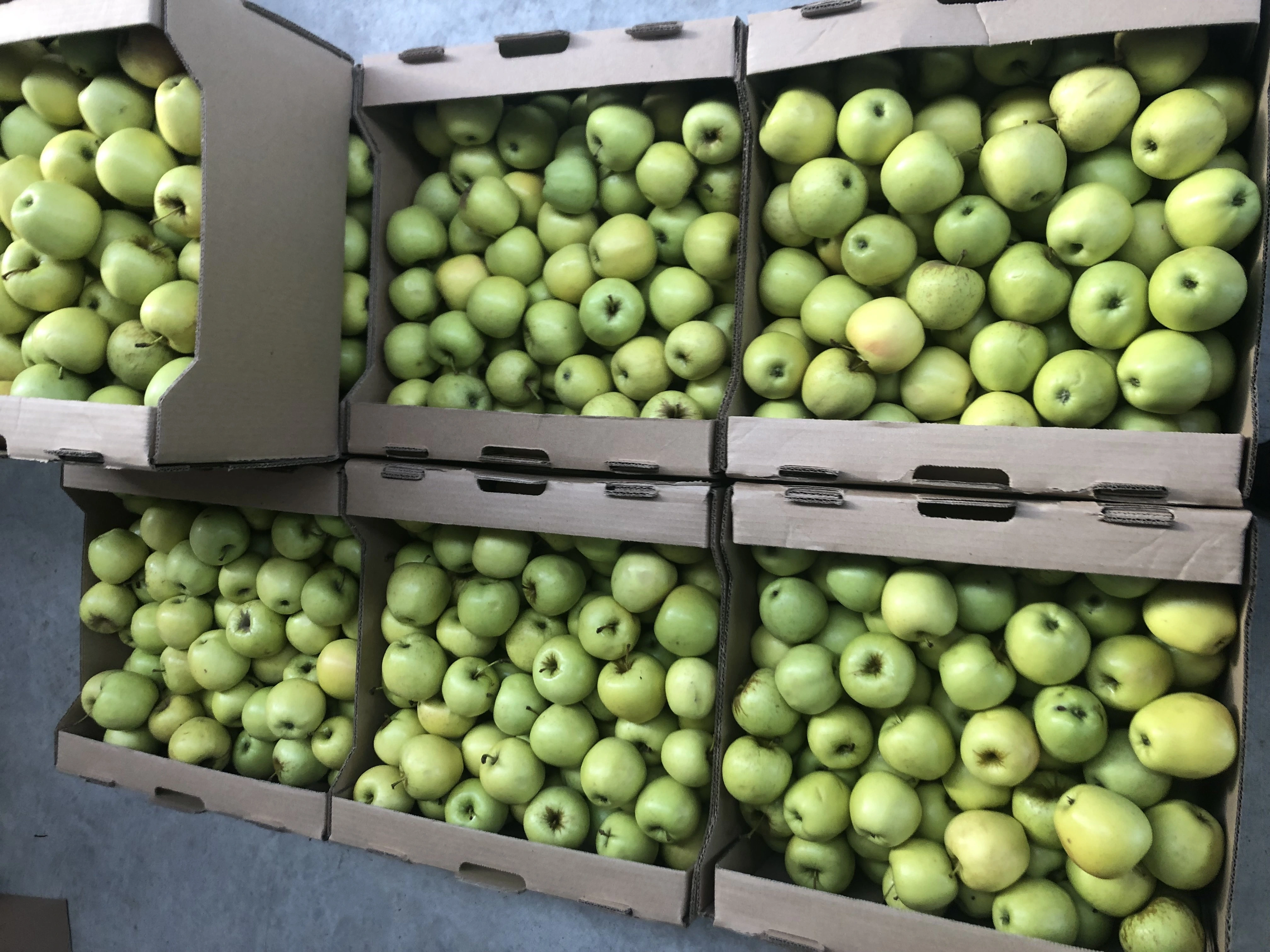 яблоки Голден 55+ в Нальчике и Кабардино-Балкарской республике 2