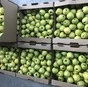 яблоки Голден 55+ в Нальчике и Кабардино-Балкарской республике 2