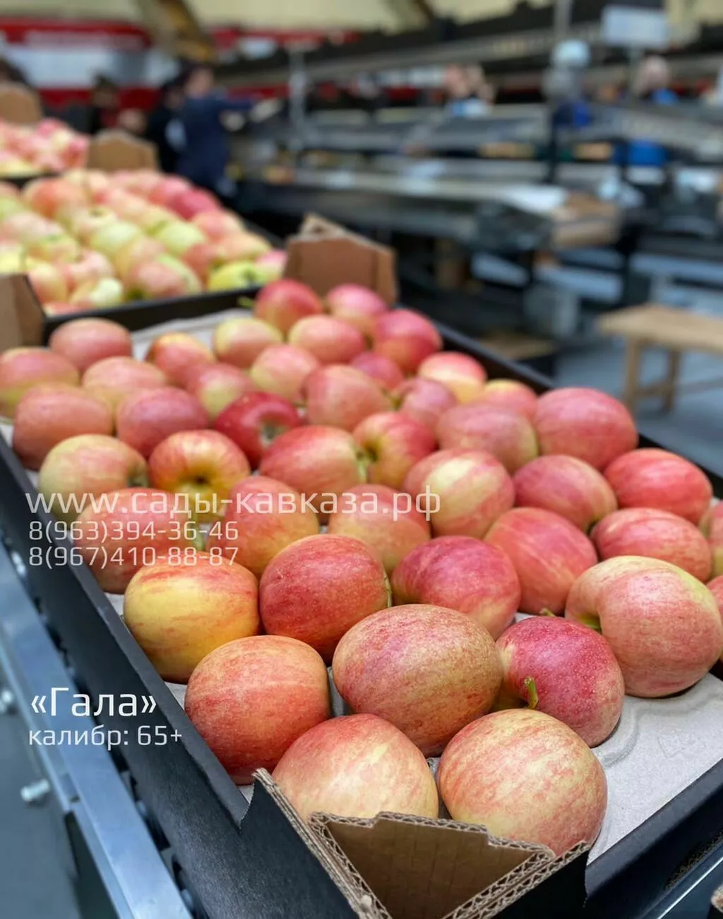 оптовая продажа яблок разных сортов в Нальчике и Кабардино-Балкарской республике 3