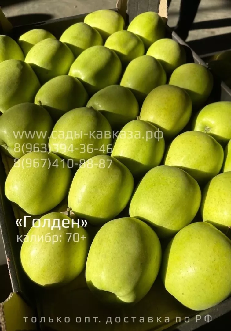 оптовая продажа яблок разных сортов в Нальчике и Кабардино-Балкарской республике