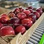оптовая продажа яблок разных сортов в Нальчике и Кабардино-Балкарской республике 2